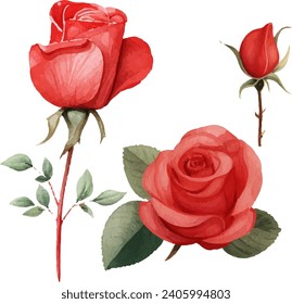 rosa rojo acuarela aislada en fondo blanco. ilustración vectorial