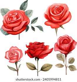 watercolor red rose isolated on white background. vector illustration