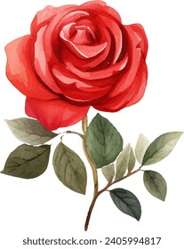 watercolor red rose isolated on white background. vector illustration