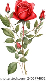 watercolor red rose isolated on white background. vector illustration