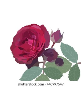 Watercolor Red Rose isolated on white. Vector rose flower