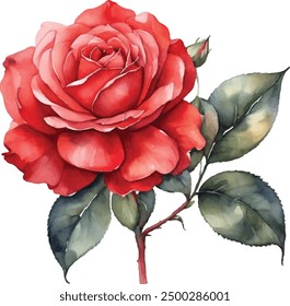 Watercolor red roses bouquet illustration. Hand draw rose flower