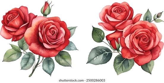 Watercolor red roses bouquet illustration. Hand draw rose flower