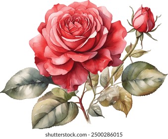 Ilustración de ramo de rosas rojas de acuarela. Flor de rosa dibujada a mano