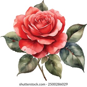 Watercolor red roses bouquet illustration. Hand draw rose flower