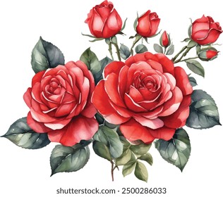 Watercolor red roses bouquet illustration. Hand draw rose flower