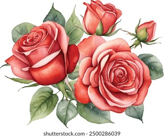 Watercolor red roses bouquet illustration. Hand draw rose flower