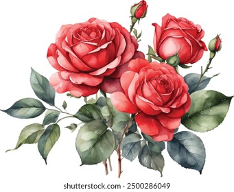 Watercolor red roses bouquet illustration. Hand draw rose flower