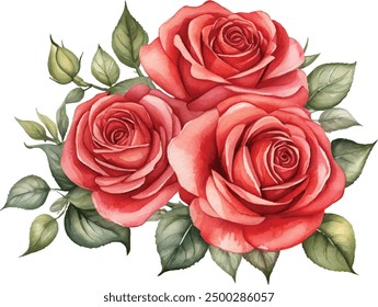 Watercolor red roses bouquet illustration. Hand draw rose flower