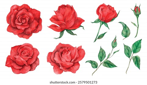 Watercolor red roses with green leaves. Red roses in various stages. Beautiful red roses and leaves. Artistic red roses and green leaves on lined background. Valentine illustrations, isolated vectors.