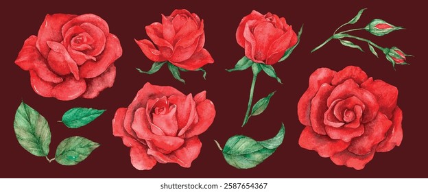 Watercolor red roses and green leaves on a dark background. Vibrant red roses, delicate petals, and lush green leaves create a romantic floral design. Valentine illustrations, isolated vector set.