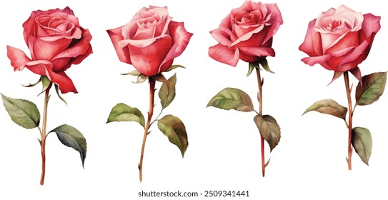 watercolor red roses isolated on white background. vector illustration