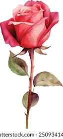 watercolor red roses isolated on white background. vector illustration