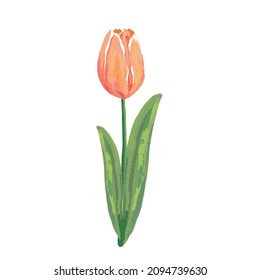 watercolor red tulip vector hand drawing hand drawing on white