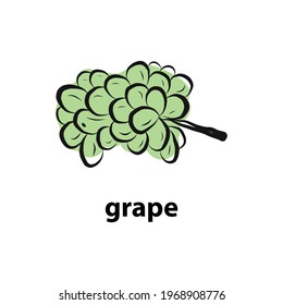 Watercolor ripe grape with leaves isolated on white in graphic style hand-drawn vector illustration.