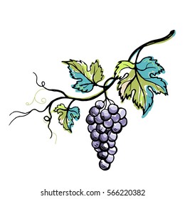 Watercolor ripe grape with leaves isolated on white in graphic style hand-drawn vector illustration.