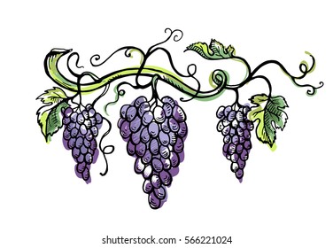 Watercolor ripe grape with leaves isolated on white in graphic style hand-drawn vector illustration.