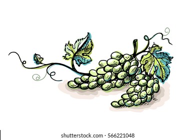 Watercolor ripe grape with leaves isolated on white in graphic style hand-drawn vector illustration.