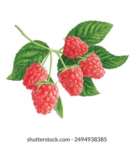 Aquarell Reife Himbeeren und grüne Blätter. Aquarell handgezeichnete Illustration, isoliert auf weißem Hintergrund, Vektorillustration