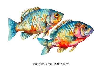 Watercolor river fish isolated on white background. Vector illustration