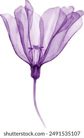 Watercolor Rose bouquet. Hand painted artwork with transparent violet flowers isolated on white. Botanical illustration for cards, wedding design