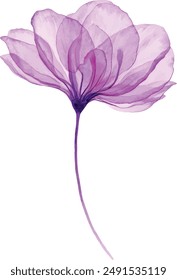 Watercolor Rose bouquet. Hand painted artwork with transparent violet flowers isolated on white. Botanical illustration for cards, wedding design