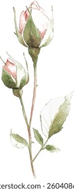 Watercolor Rose Buds - Delicate Pink and Green vector illustration