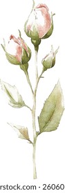 Watercolor Rose Buds - Delicate Pink and Green vector illustration