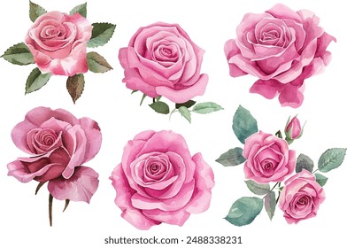 acuarela rosa flor Clipart conjunto