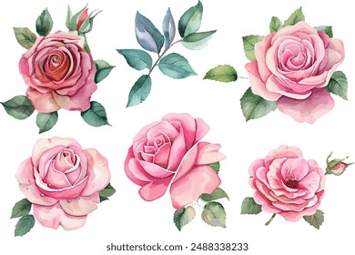 watercolor rose flower clipart set