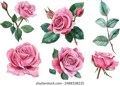 watercolor rose flower clipart set