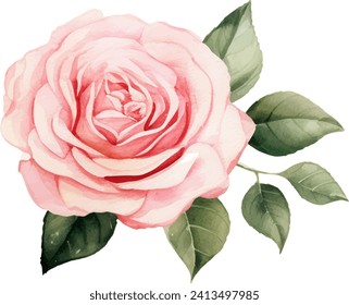 Watercolor rose flower clipart. Watercolour floral illustration