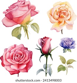 Watercolor rose flower clipart. Watercolour floral illustration