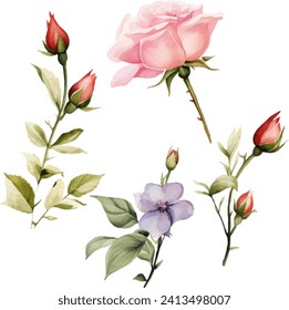 Watercolor rose flower clipart. Watercolour floral illustration