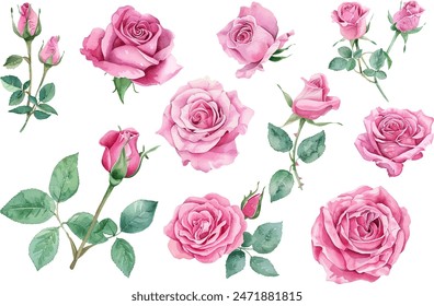 Watercolor rose flower clipart. Watercolour floral illustration