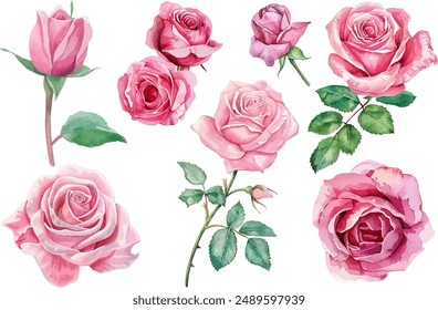 Watercolor rose flower clipart. Watercolour floral illustration