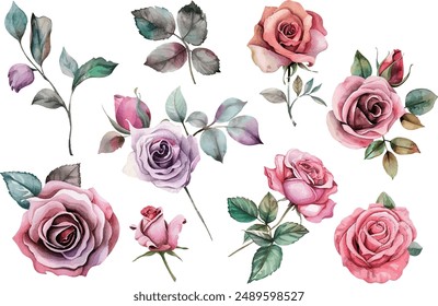 Watercolor rose flower clipart. Watercolour floral illustration