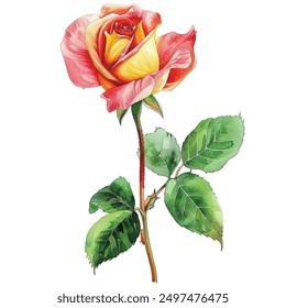 Watercolor rose flower clipart. Watercolour floral vector illustration