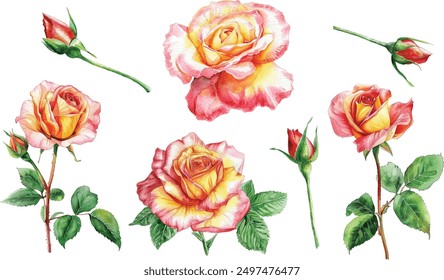 Watercolor rose flower clipart. Watercolour floral vector illustration