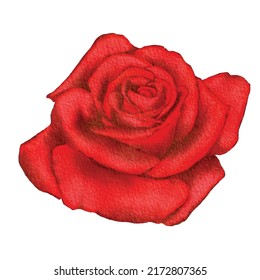 Watercolor rose flower drawing on paper