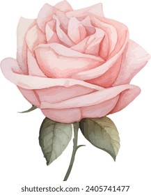watercolor rose Flower illustration design