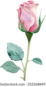 watercolor rose flower for printing