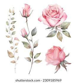 watercolor rose flower set for invitaion, card and fabric design