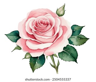 Watercolor Rose Flower With White Background , Vector Illustration
