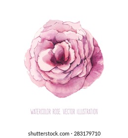 Watercolor rose. Hand drawn botany art with single pink rose flower. Vector illustration isolated on white background