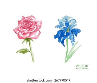 Watercolor rose and iris. Vector Illustration.