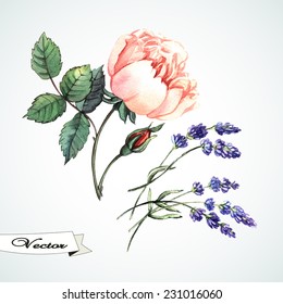 Watercolor rose and lavander vector. Hand painting. Can be used form of greeting cards, invitations and personalized card.