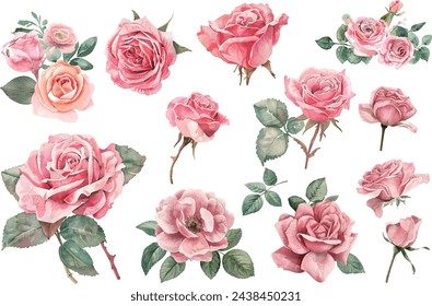 acuarela rosa pintura de ilustración de flor