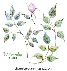 watercolor, rose,  plant, flower, bud