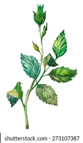 Watercolor rose twig.